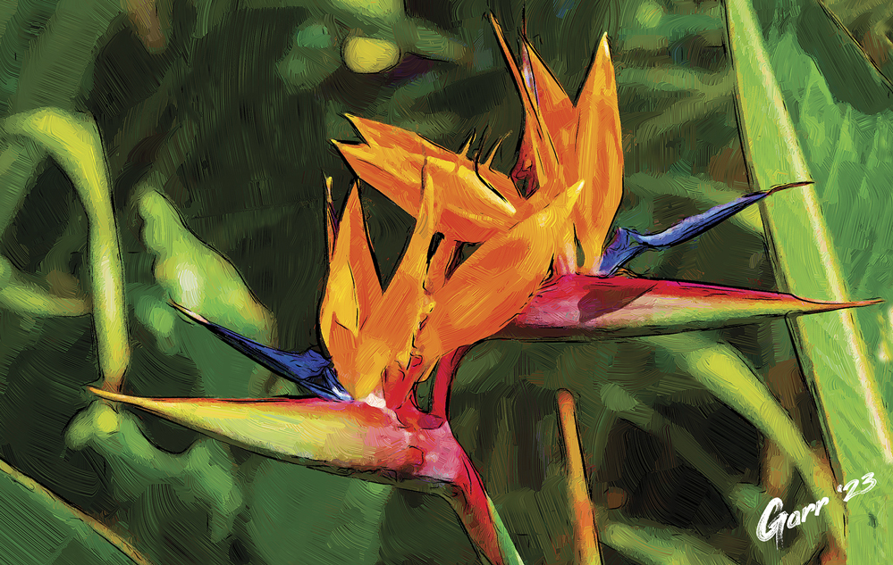 Digital Painting: Aves del Paraíso / Birds of Paradise